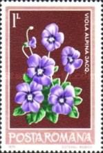 Alpine Violet (Viola alpina)