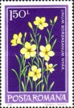 Linum pallasianum subsp. borzaeanum