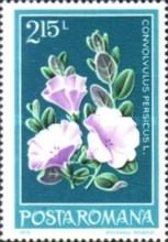 Persian bindweed (Convolvulus persicus)