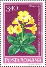 Primula (Primula auricula L. subsp. serratifolia)
