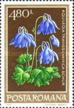Transylvanian columbine (Aquilegia vulgaris var. transsylvan