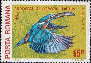 Common Kingfisher (Alcedo atthis)