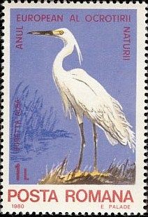 Little Egret (Egretta garzetta)