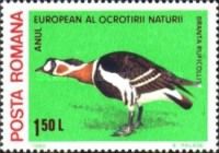 Red-breasted Goose (Branta ruficollis)