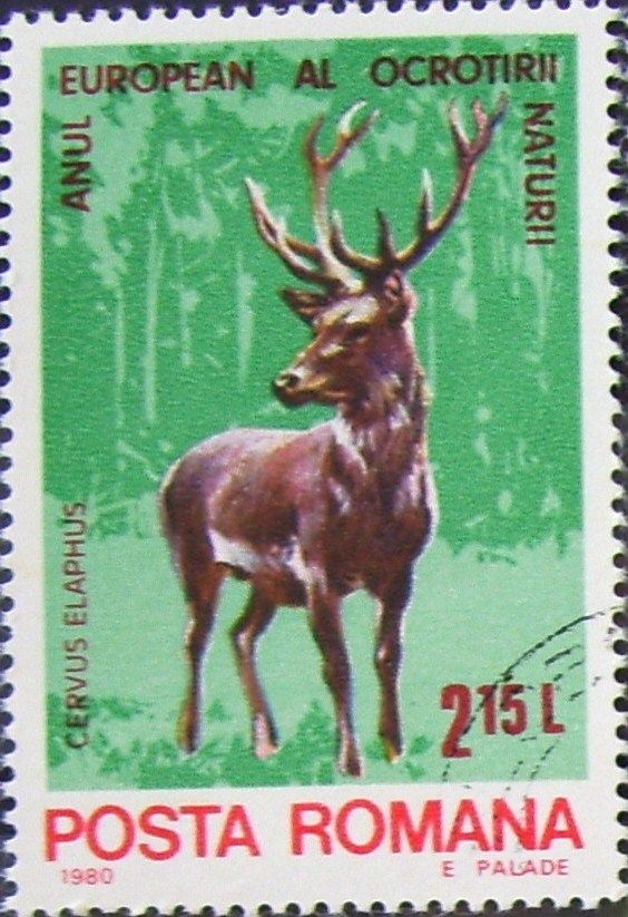 Red Deer (Cervus elaphus)