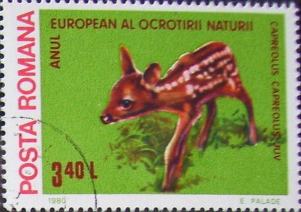 Western Roe Deer (Capreolus capreolus)