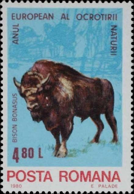 European Bison (Bison bonasus)