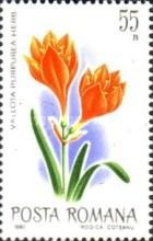 Amaryllis (Vallota purpurea)
