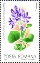 Common Water Hyacinth (Eichhornia crassipes)