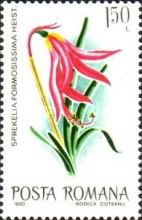 Jacobean Lily (Sprekelia formosissima)