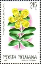 Aaron's Beard / St. Johnswort (Hypericum calycinum)