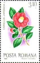 Camellia (Camellia japonica)