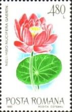 Indian Lotus (Nelumbo nucifera)