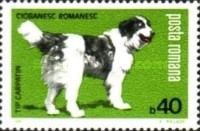 Carpathian Shepherd (Canis lupus familiaris)