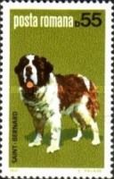 St. Bernard (Canis lupus familiaris)