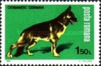 German Shepherd (Canis lupus familiaris)