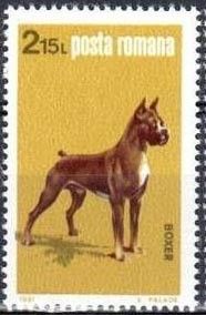 German Boxer (Canis lupus familiaris)