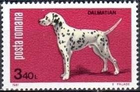 Dalmatian Dog (Canis lupus familiaris)