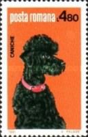 Poodle (Canis lupus familiaris)