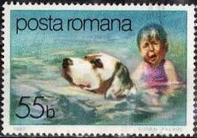 Life saving Dog (Canis lupus familiaris)