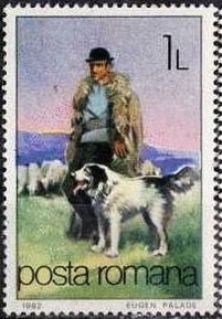 Shepherd Dog (Canis lupus familiaris)