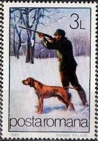 Hunting Dog (Canis lupus familiaris)