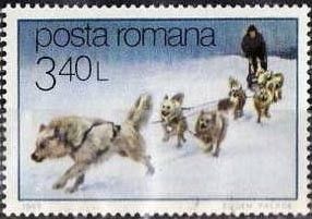 Sled Dogs (Canis lupus familiaris)