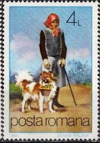 Helper Dog (Canis lupus familiaris)