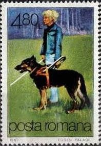 Guide Dog (Canis lupus familiaris)