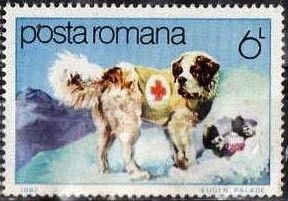 Search and Rescue - St. Bernard Dog (Canis lupus familiaris)