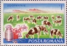 Cows and Milking Machine