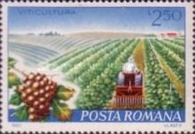 Soil Cultivation with Tractor in Viticulture
