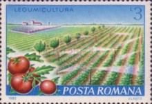 Tomatoes Grown Using an Irrigation System