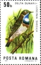Bluethroat (Luscinia svecica)