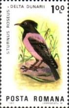 Rosy Starling (Sturnus roseus)