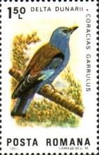 European Roller (Coracias garrulus)