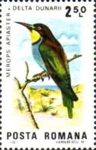 European Bee-eater (Merops apiaster)
