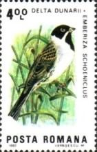 Reed Bunting (Emberiza schoeniclus)
