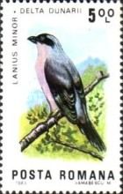 Lesser Grey Shrike (Lanius minor)