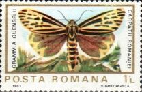 Labrador Tiger Moth (Grammia quenselii)