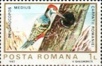 Middle Spotted Woodpecker (Dendrocopos medius)