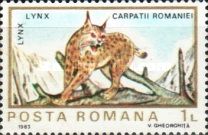 Eurasian Lynx (Lynx lynx)