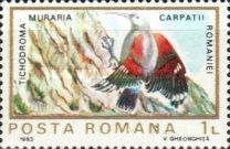 Wallcreeper (Tichodroma muraria)