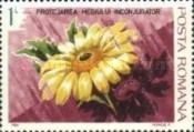 Sunflower (Helianthus sp.)