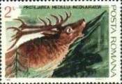 Red Deer (Cervus elaphus)