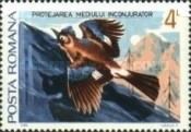 Eurasian Jay (Garrulus glandarius)