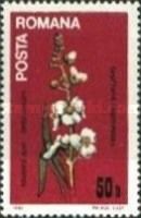 Arrowhead (Sagittaria sagittifolia)
