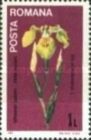 Yellow Iris (Iris pseudacorus)