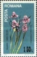 Flowering Rush (Butomus umbellatus)