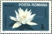 European White Water Lily (Nymphaea alba)